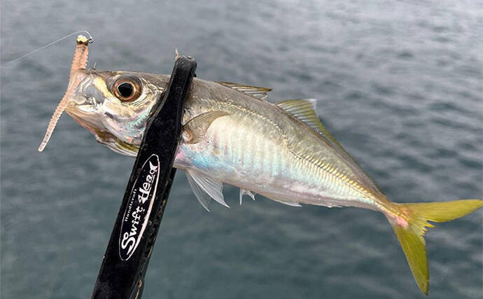 中紀エリアのライトゲームでキビレにアジにアオリイカと多彩！【和歌山】