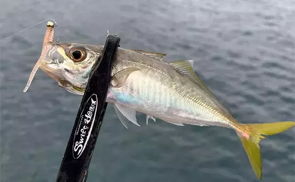 「中紀エリアのライトゲームでキビレにアジにアオリイカと多彩！【和歌山】」の画像