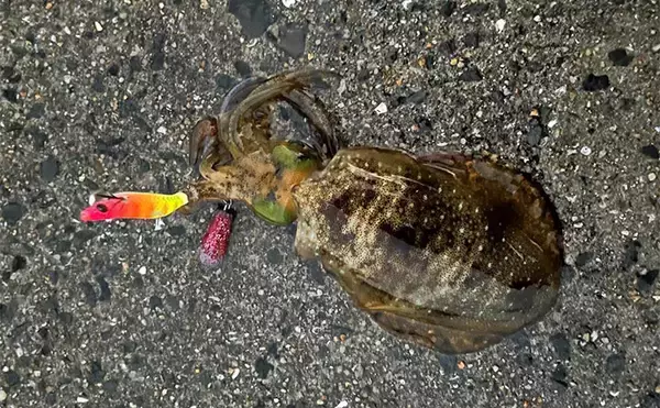 「中紀エリアのライトゲームでキビレにアジにアオリイカと多彩！【和歌山】」の画像