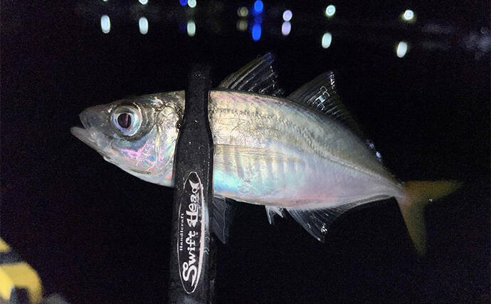 中紀エリアのライトゲームでキビレにアジにアオリイカと多彩！【和歌山】