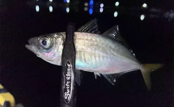 「中紀エリアのライトゲームでキビレにアジにアオリイカと多彩！【和歌山】」の画像