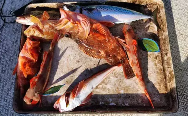 「【沖釣り釣果速報】寒ビラメシーズン本格化！泳がせ釣りで座布団サイズ登場（三重）」の画像