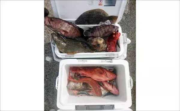 「【沖釣り釣果速報】寒ビラメシーズン本格化！泳がせ釣りで座布団サイズ登場（三重）」の画像