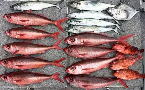 「「乗っ込みの大型マダイ浮上！」タイラバで数型ともに狙い目【沖のルアー釣果速報12選・三重】」の画像