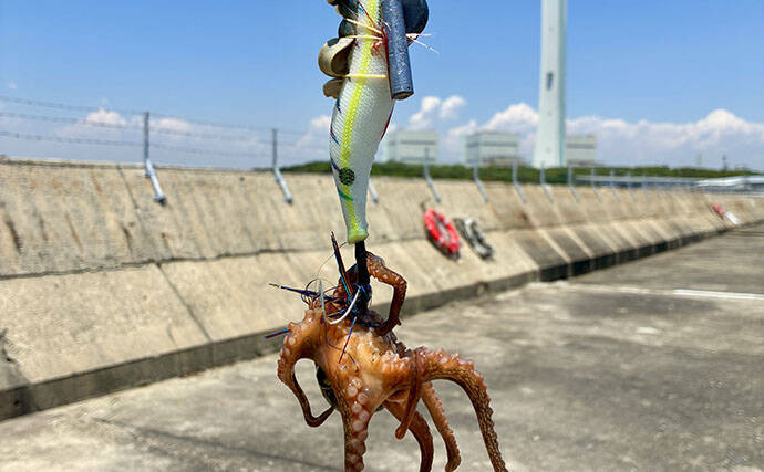 赤潮発生で激シブな『大阪南港魚つり園』でマダコ攻略　ポイント選びが決め手！