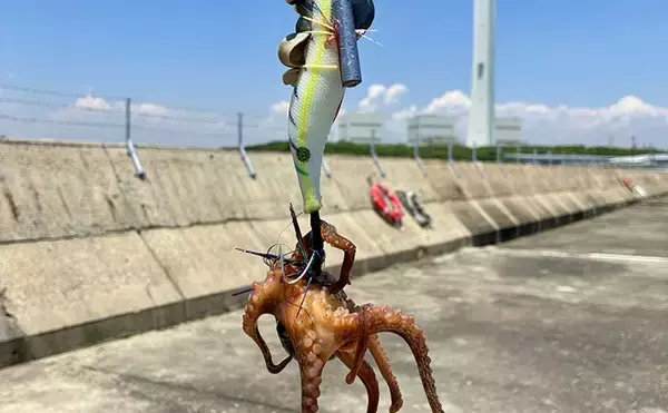 「赤潮発生で激シブな『大阪南港魚つり園』でマダコ攻略　ポイント選びが決め手！」の画像