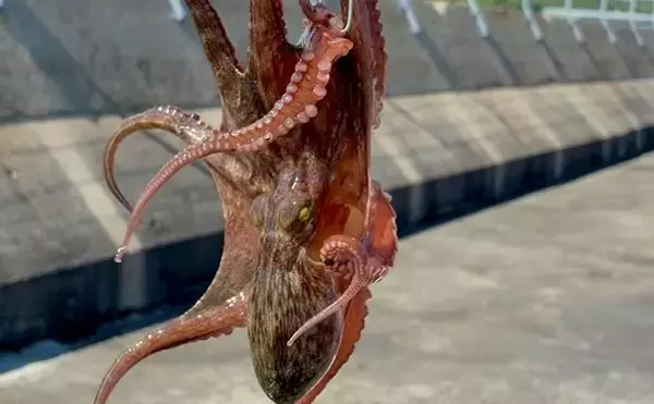 「赤潮発生で激シブな『大阪南港魚つり園』でマダコ攻略　ポイント選びが決め手！」の画像