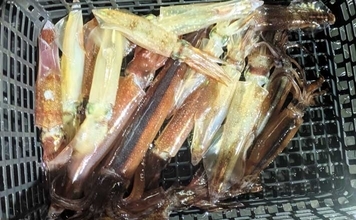 日本海イカメタル釣行でケンサキイカ13杯【京都】自作ドロッパーで頻繁に変化する棚を攻略