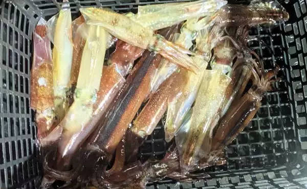 日本海イカメタル釣行でケンサキイカ13杯【京都】自作ドロッパーで頻繁に変化する棚を攻略