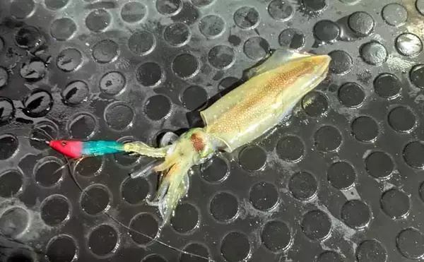 「日本海イカメタル釣行でケンサキイカ13杯【京都】自作ドロッパーで頻繁に変化する棚を攻略」の画像