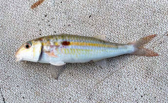 沖縄のイカダで五目釣り満喫　本命不発も南国の多彩なゲスト魚と対面