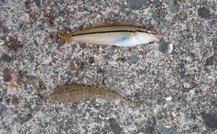 堤防ちょい投げ釣りで21cm良型キス顔出し　群れの探し当て12匹手中