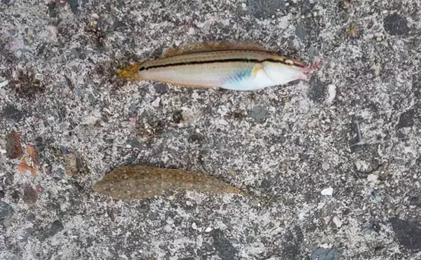 「堤防ちょい投げ釣りで21cm良型キス顔出し　群れの探し当て12匹手中」の画像