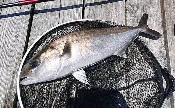 海上釣り堀『貞丸』での貸切釣行でカンパチ・ワラサ・マダイ・イシダイ