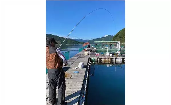 「海上釣り堀『貞丸』での貸切釣行でカンパチ・ワラサ・マダイ・イシダイ」の画像