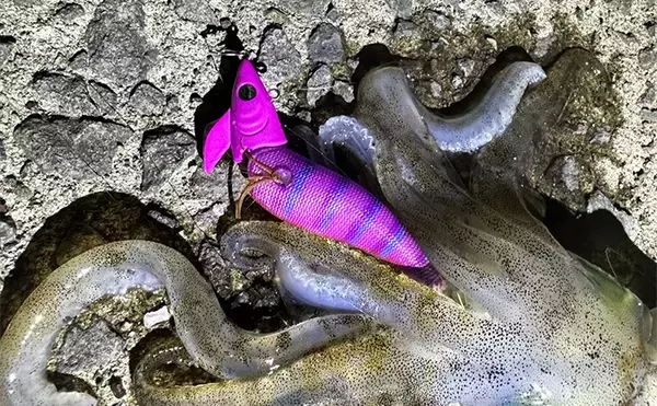 「エギング界の革命エギ『アモラスジョイント』をオススメする理由3選　可能性はまだまだ未知数」の画像