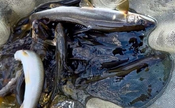 「トモ釣りも鮎ルアーも両方楽しむ！」相模川自由区のリレー釣行で18尾手中【神奈川】