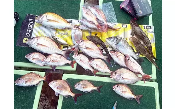 「【沖のルアー釣果速報】ティップランでアオリイカ船中23匹！サオ頭は7匹をマーク（三重）」の画像