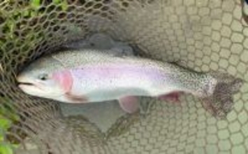 難関管理釣り場をフライフィッシングで攻略！『鹿島槍ガーデン』で55cm筆頭に良型トラウト30尾