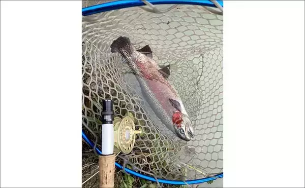 「難関管理釣り場をフライフィッシングで攻略！『鹿島槍ガーデン』で55cm筆頭に良型トラウト30尾」の画像