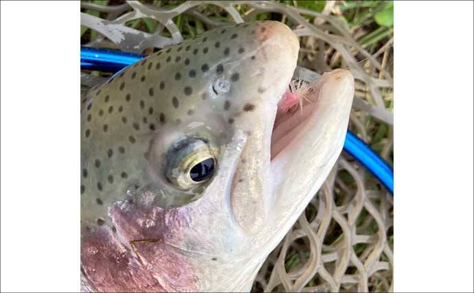 難関管理釣り場をフライフィッシングで攻略！『鹿島槍ガーデン』で55cm筆頭に良型トラウト30尾