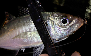 「ミスキャストを自動で補正？」 未来のリールに付いたら嬉しい機能を妄想してみた