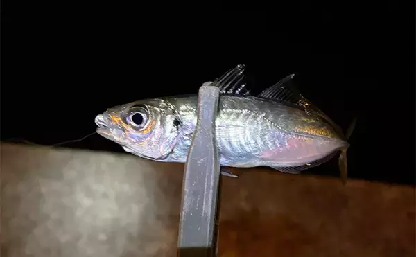 「「ミスキャストを自動で補正？」 未来のリールに付いたら嬉しい機能を妄想してみた」の画像