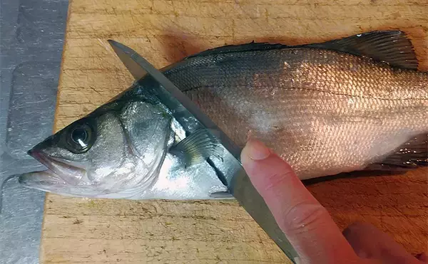 「釣った魚で作る「ビールのあて」レシピ：セイゴのサクッと揚げ　市販の天ぷら粉でOK」の画像