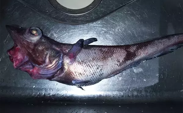 「漁師さんからもらった深海魚「トウジン」を鍋にして食べてみた　見た目は微妙も味は美味」の画像