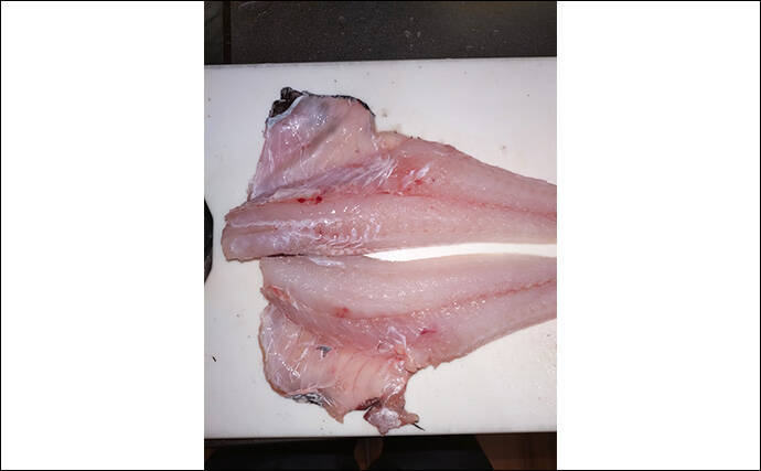 漁師さんからもらった深海魚「トウジン」を鍋にして食べてみた　見た目は微妙も味は美味