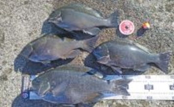 自衛隊護岸でウキフカセ釣り満喫【千葉・館山】44cmメジナ含め良型連発の好展開