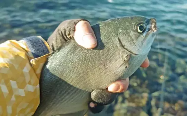 「自衛隊護岸でウキフカセ釣り満喫【千葉・館山】44cmメジナ含め良型連発の好展開」の画像