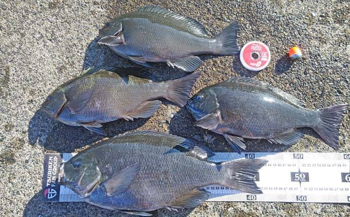 自衛隊護岸でウキフカセ釣り満喫【千葉・館山】44cmメジナ含め良型連発の好展開