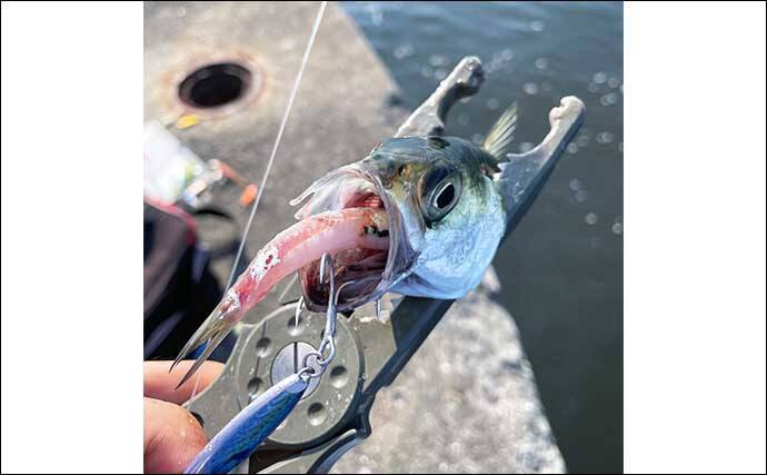 サバ釣りの魅力 陸っぱりルアー釣りファン視点で紹介 22年5月22日 エキサイトニュース 3 3