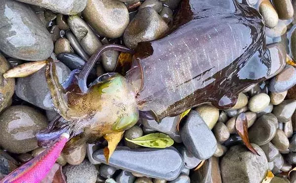 磯でのエギング釣行でアオリイカ4杯【熊本・天草】海藻の有無が超重要ポイント？