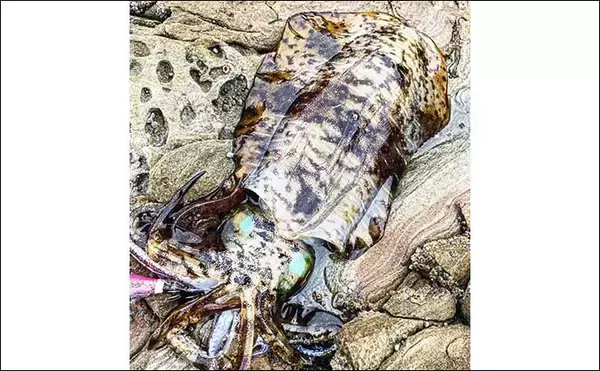 「磯でのエギング釣行でアオリイカ4杯【熊本・天草】海藻の有無が超重要ポイント？」の画像