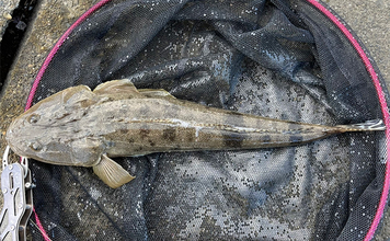 シーバスロッド流用でのルアーマゴチ釣りで45cm本命登場【木曽川河口】