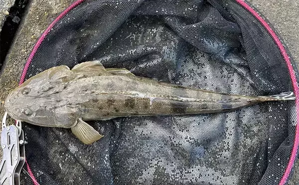 シーバスロッド流用でのルアーマゴチ釣りで45cm本命登場【木曽川河口】