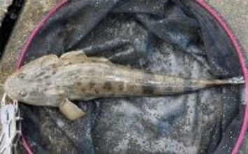 シーバスロッド流用でのルアーマゴチ釣りで45cm本命登場【木曽川河口】