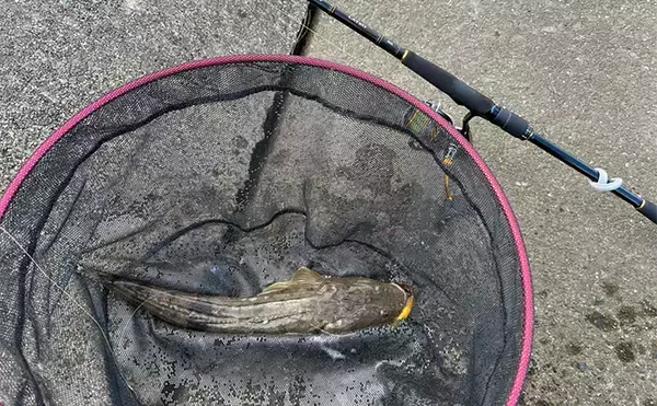 「シーバスロッド流用でのルアーマゴチ釣りで45cm本命登場【木曽川河口】」の画像