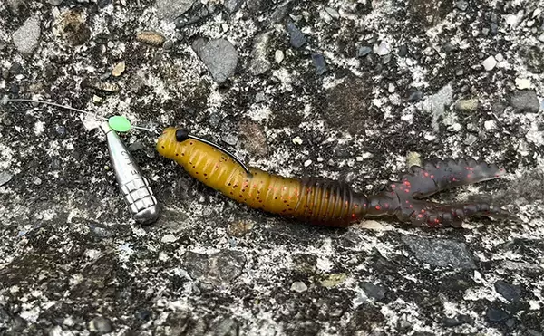 「シーバスロッド流用でのルアーマゴチ釣りで45cm本命登場【木曽川河口】」の画像