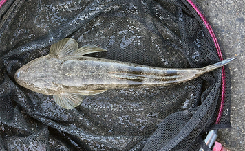 木曽川河口のルアーマゴチ釣りで43cm本命をキャッチ！ 年末までは楽しめそうか