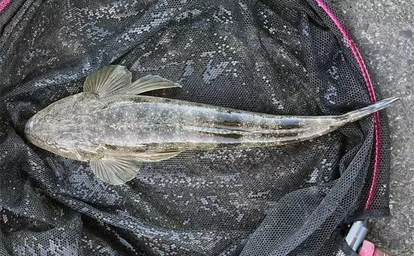 木曽川河口のルアーマゴチ釣りで43cm本命をキャッチ！ 年末までは楽しめそうか