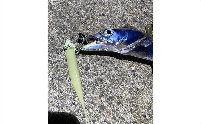 日本の「二季化」が進むと釣りの未来はどうなる？　短期集中の爆釣傾向が高まる予感