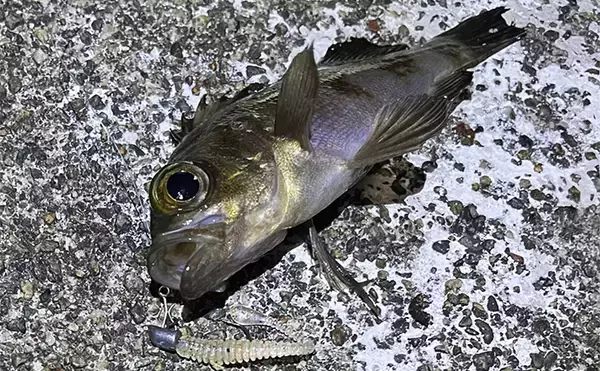 「日本の「二季化」が進むと釣りの未来はどうなる？　短期集中の爆釣傾向が高まる予感」の画像