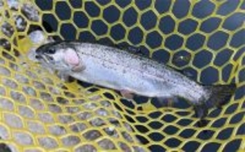 「午後だけで70匹！」極寒のエリアトラウト釣行で放流パターン炸裂【大阪・千早川マス釣り場】