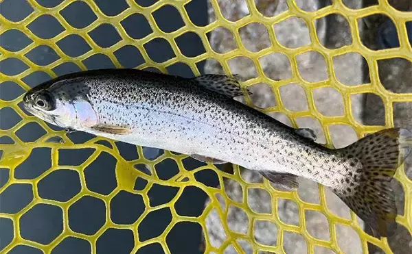 「「午後だけで70匹！」極寒のエリアトラウト釣行で放流パターン炸裂【大阪・千早川マス釣り場】」の画像