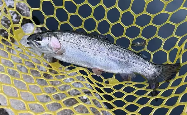 「「午後だけで70匹！」極寒のエリアトラウト釣行で放流パターン炸裂【大阪・千早川マス釣り場】」の画像