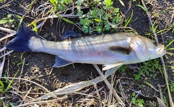 無限『ハク』地獄に大苦戦！ リバーシーバスゲームで60cm級本命手中【千葉】