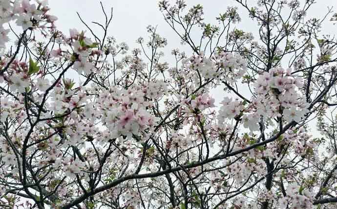 無限『ハク』地獄に大苦戦！ リバーシーバスゲームで60cm級本命手中【千葉】